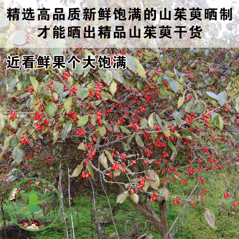 山茱萸：500g特级正品，野生山萸肉泡茶神器，枣皮中的养生王者！