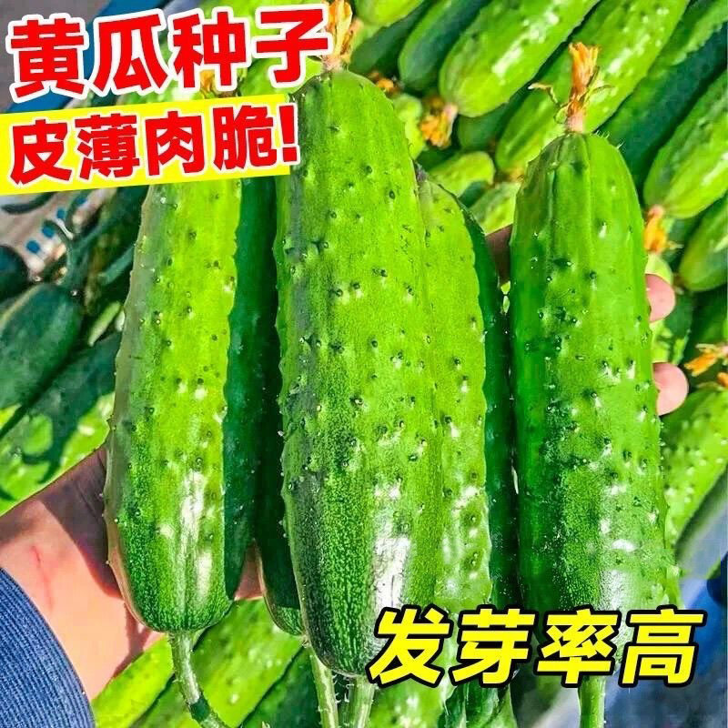 现货心灵的哲学家：索伦·克尔凯郭尔不安的一生，探寻存在主义与宗教哲学的奥秘