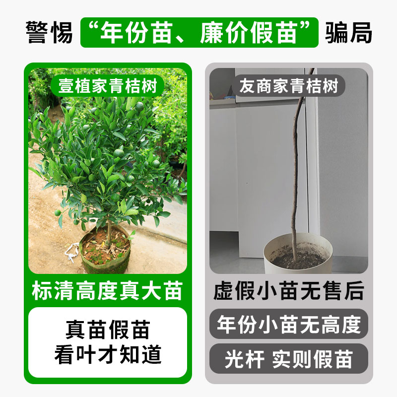 海南小青柠树苗：带果盆栽，南北皆宜，轻松拥有你的绿色餐桌