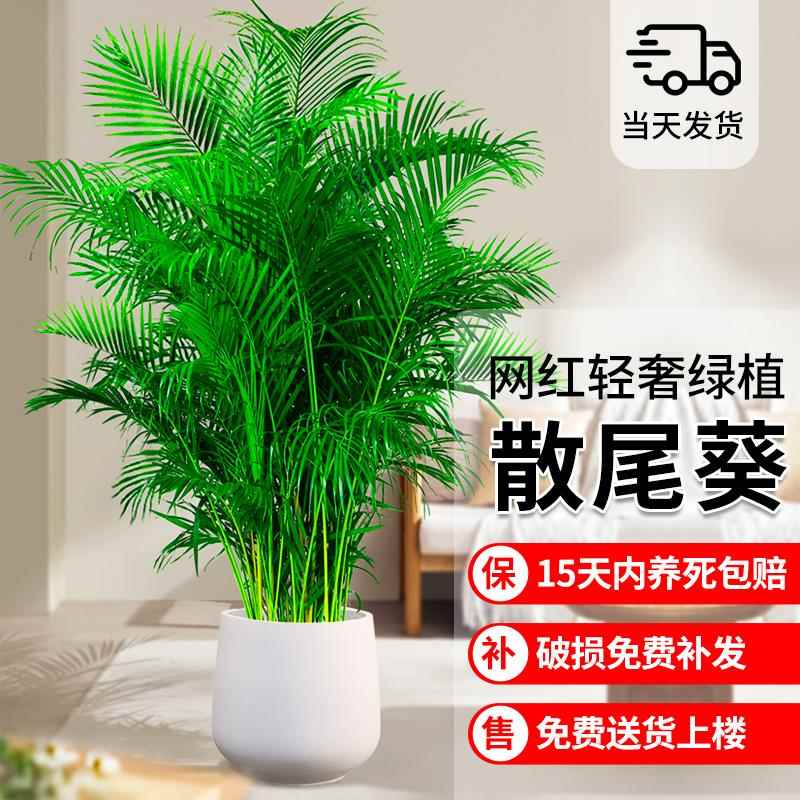 懂车帝官方旗舰店，资深车迷必逛的购物天堂！