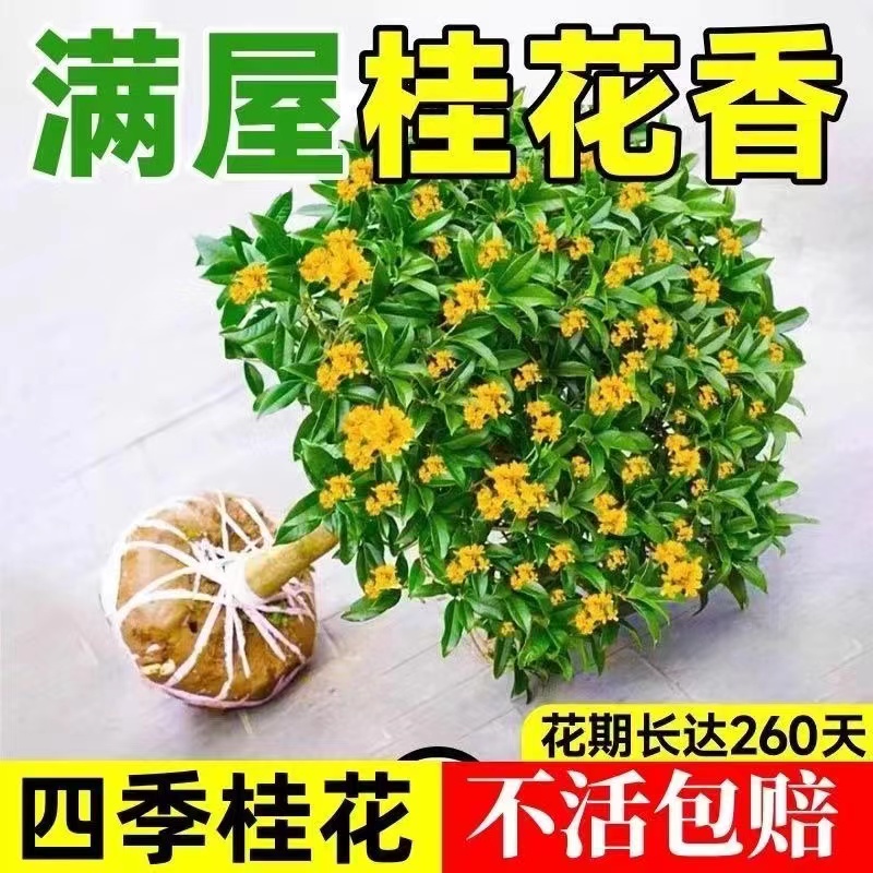 桂花树苗四季桂盆栽：室内阳台庭院的浓香型花卉植物
