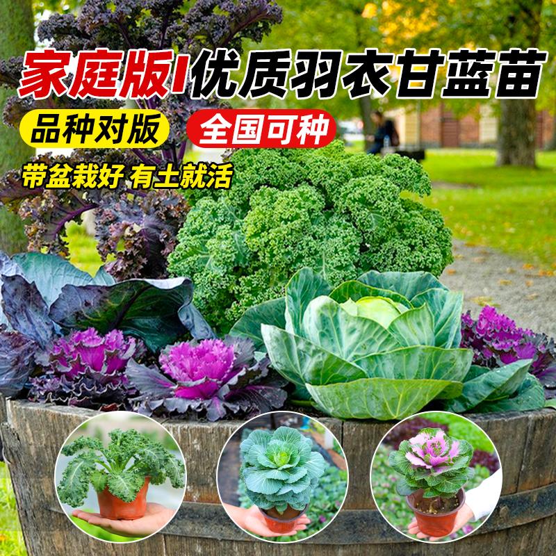 阳台种菜新宠！四季粉羽衣甘蓝苗太香了！新手也能轻松养出绿意盎然