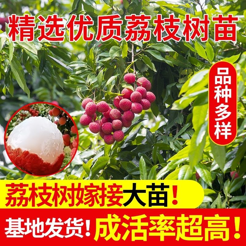 大唐邮驿主题邮局彩色文化日戳：荔枝使的甜蜜穿越，妃子笑的浪漫印记