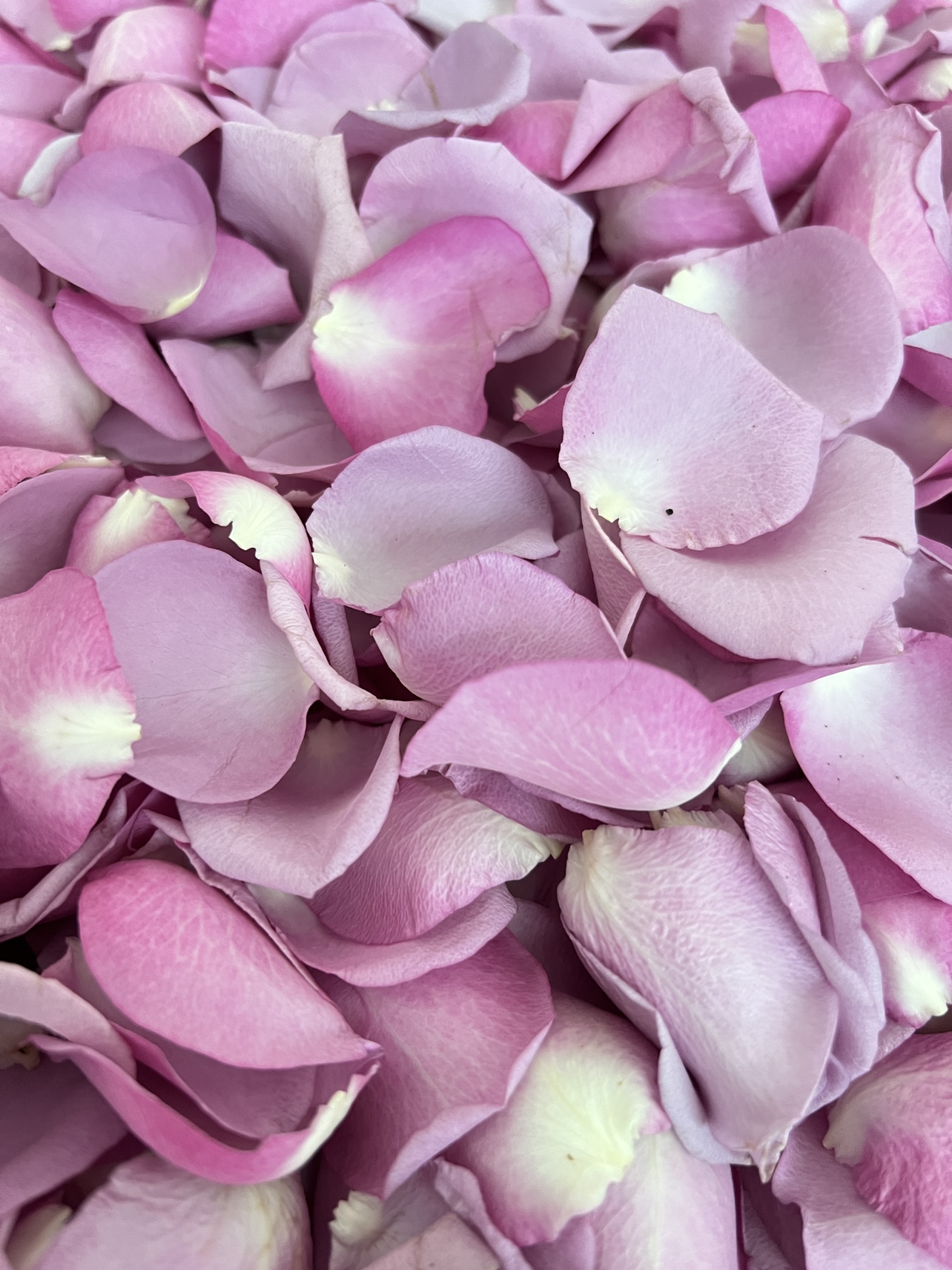 玫瑰花瓣紫霞仙子花瓣真花求婚仪式：打造梦幻浪漫婚礼现场布置攻略
