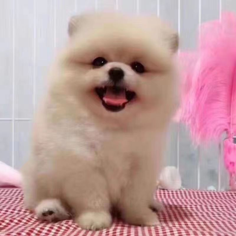 超萌博美混血幼犬：聪明伶俐的白色小天使来啦！