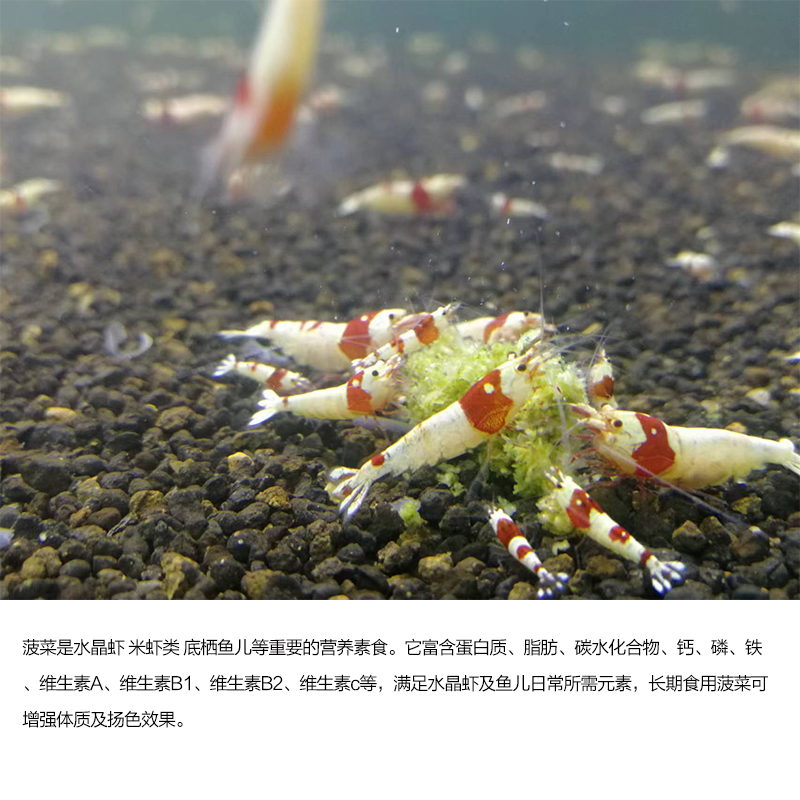 日本植物性甘草菠菜颗粒：虾粮界的绿色革命