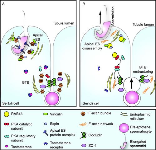 barrier permeability preclinical cro services,Understanding Barrier Permeability