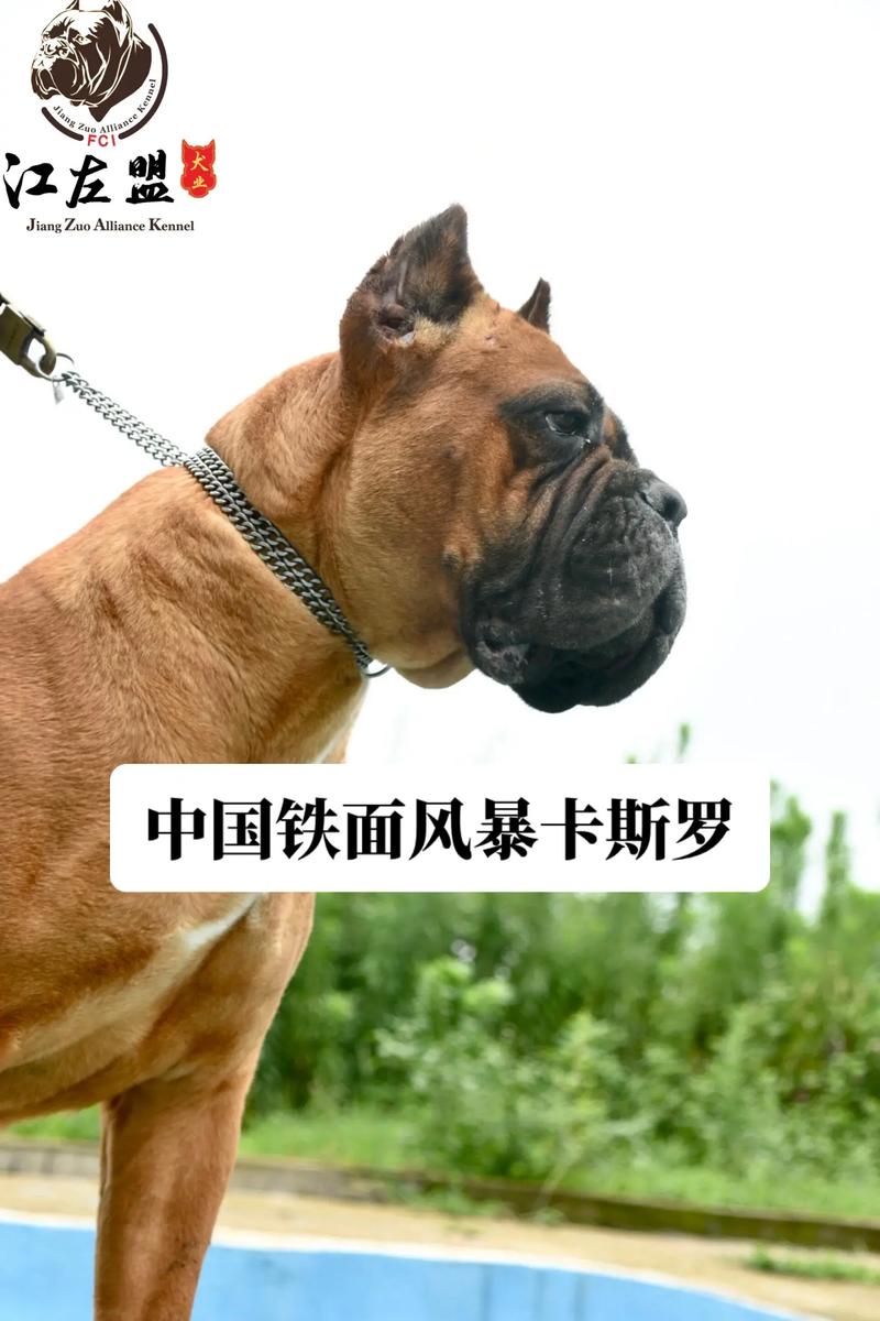 斯卡盟,探索神秘世界的奇幻之旅
