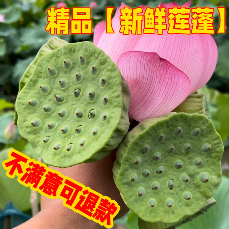 2025嫩莲蓬新鲜直达，当季蔬菜里的夏日甜蜜！蓮蓬頭現摘包郵