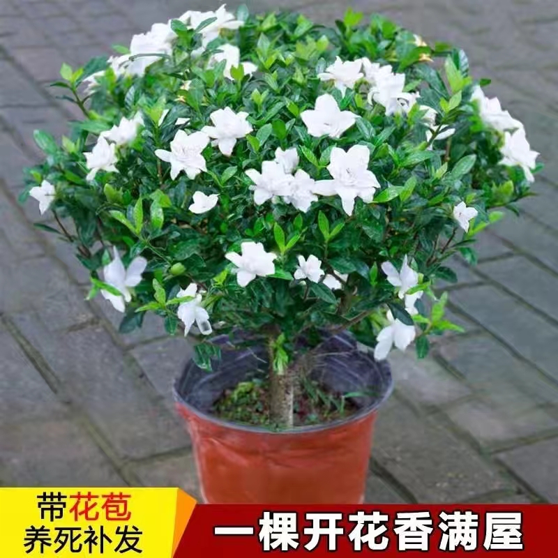 闲鱼二手市场茶桌大起底！到底值不值得剁手？
