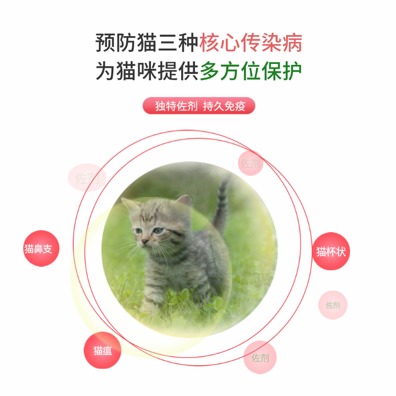 金喵乐三联疫苗：猫咪健康的守护神，如何正确接种猫瘟、猫鼻支、杯状病毒、细小病毒、疱疹病毒及狂犬预防疫苗？