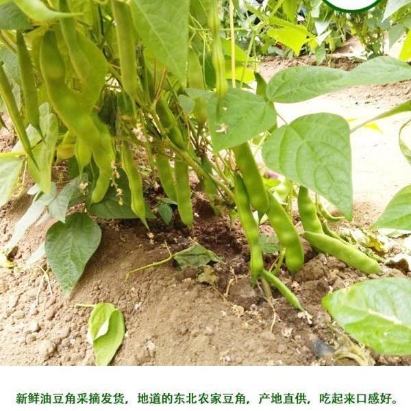 正宗东北油豆角 vs 红豆角：哪一种才是你的菜园新宠？