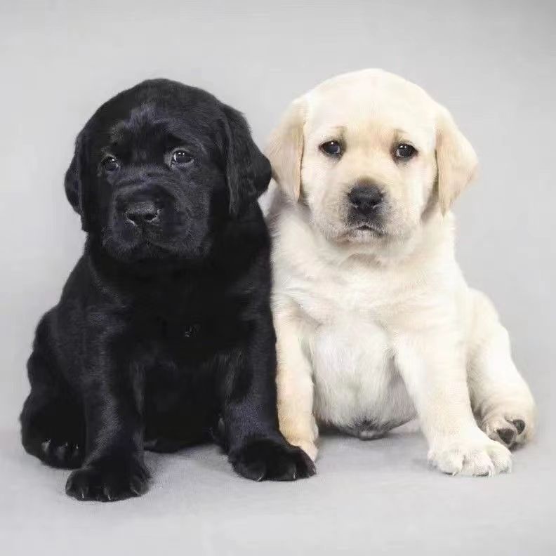 为什么纯黑色拉布拉多犬如此受欢迎？