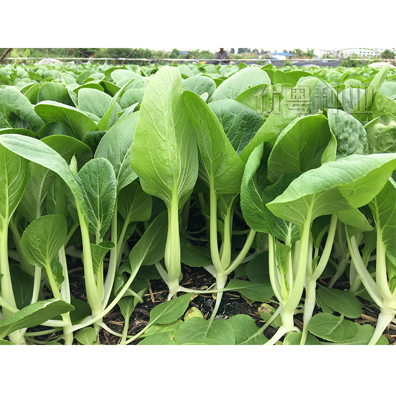四季赤叶甜脆小白菜种：耐雨水耐热快速生长的秘密武器！