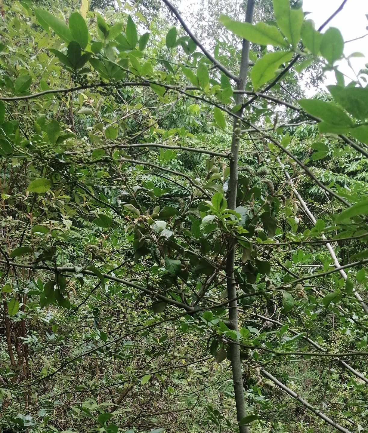 云南新鲜花椒树寄生：神奇的椒寄生，500克新鲜包邮，你尝过吗？