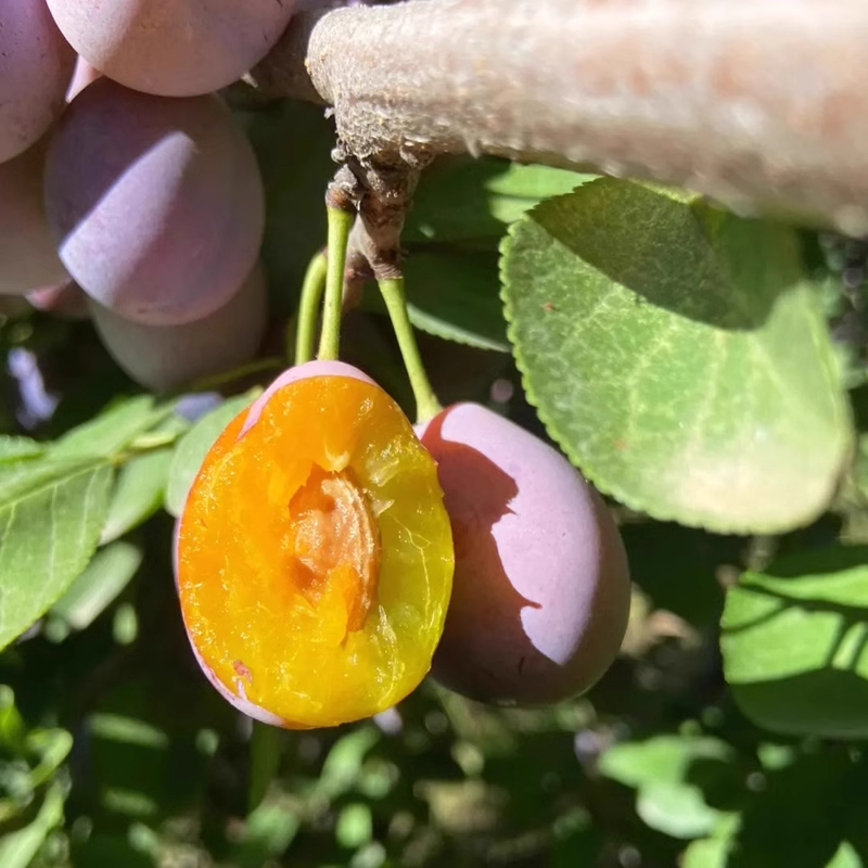 顺丰空运新疆西梅：甜蜜直达，4斤特大果送礼盒，让你吃出幸福感！