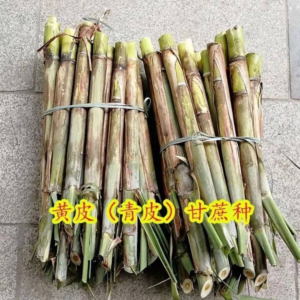 广西新鲜黄金甘蔗：解渴神器，甜蜜来袭！