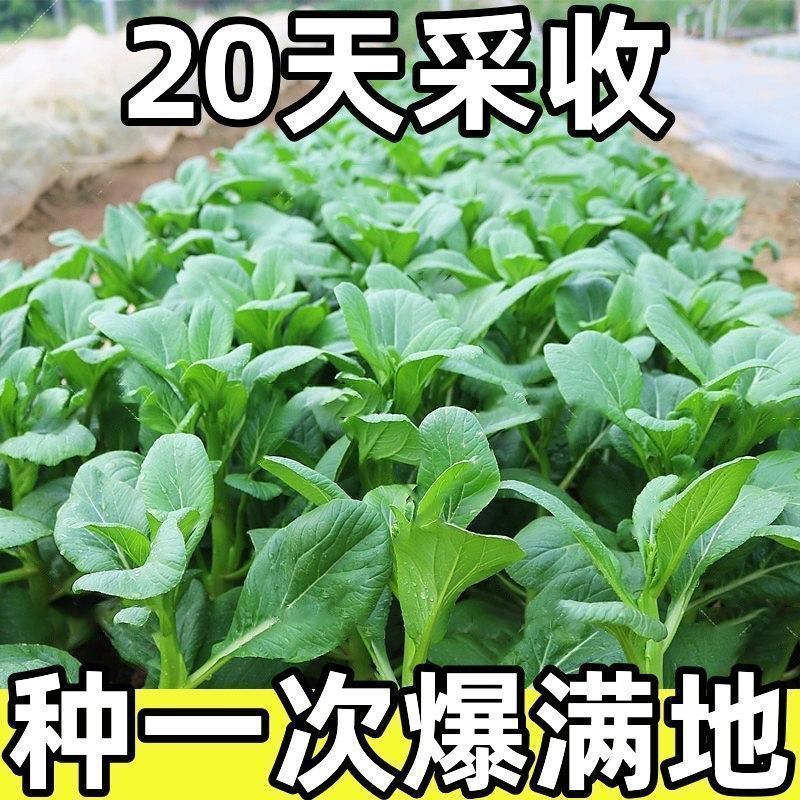 广东高考总分是多少分？2024年最新解读，别再被误导了！