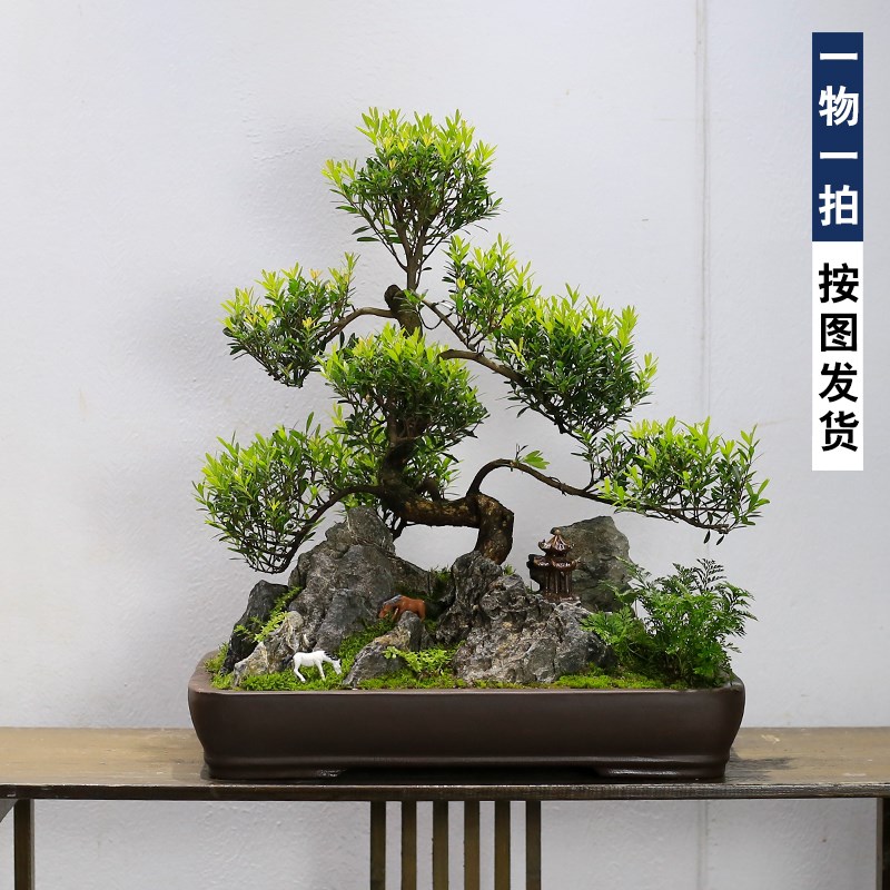 小叶赤楠盆景老桩太绝了！高端名贵盆栽，别墅客厅庭院造景神器