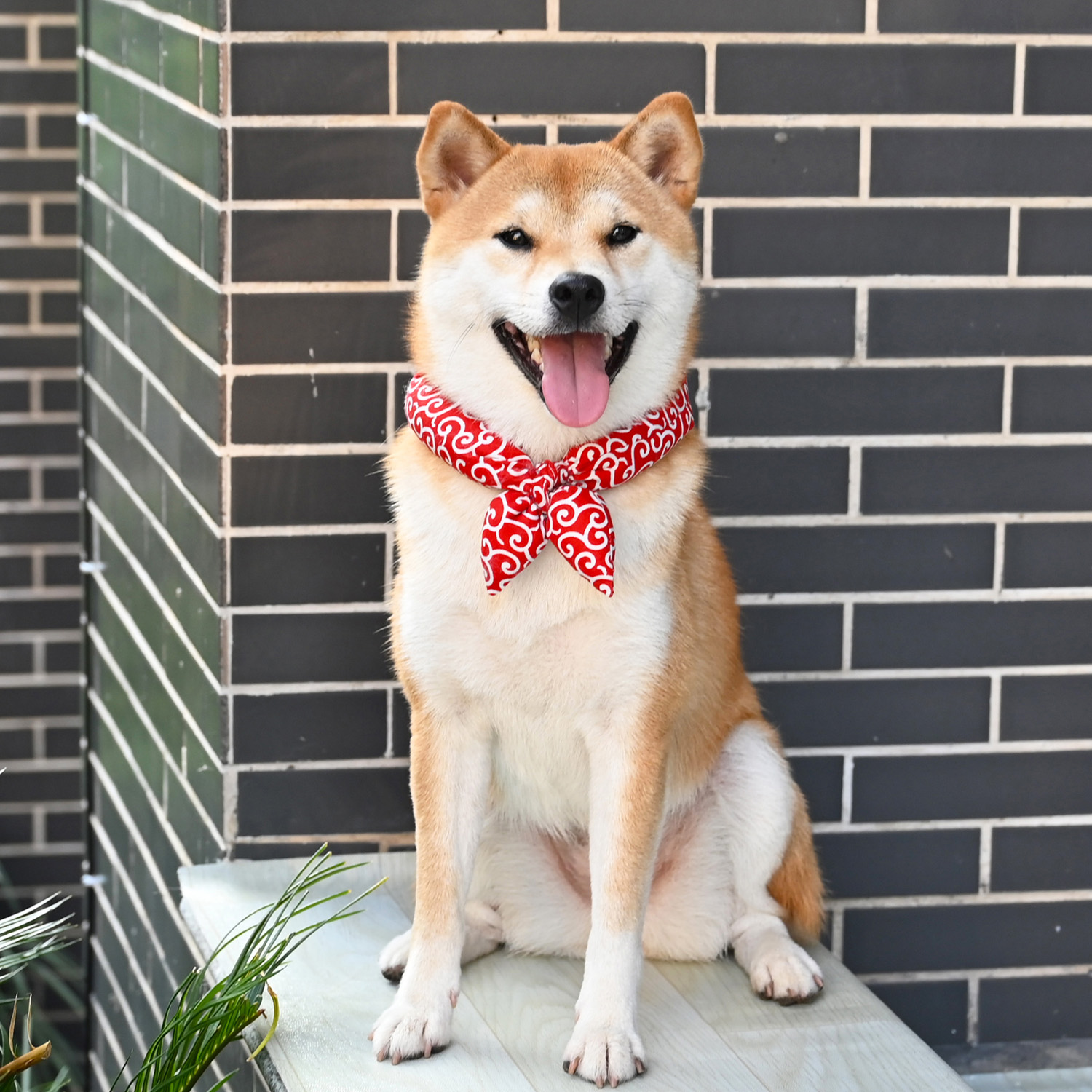 柴犬猫咪必备！唐草纹围巾+蝴蝶结项圈，萌到心化