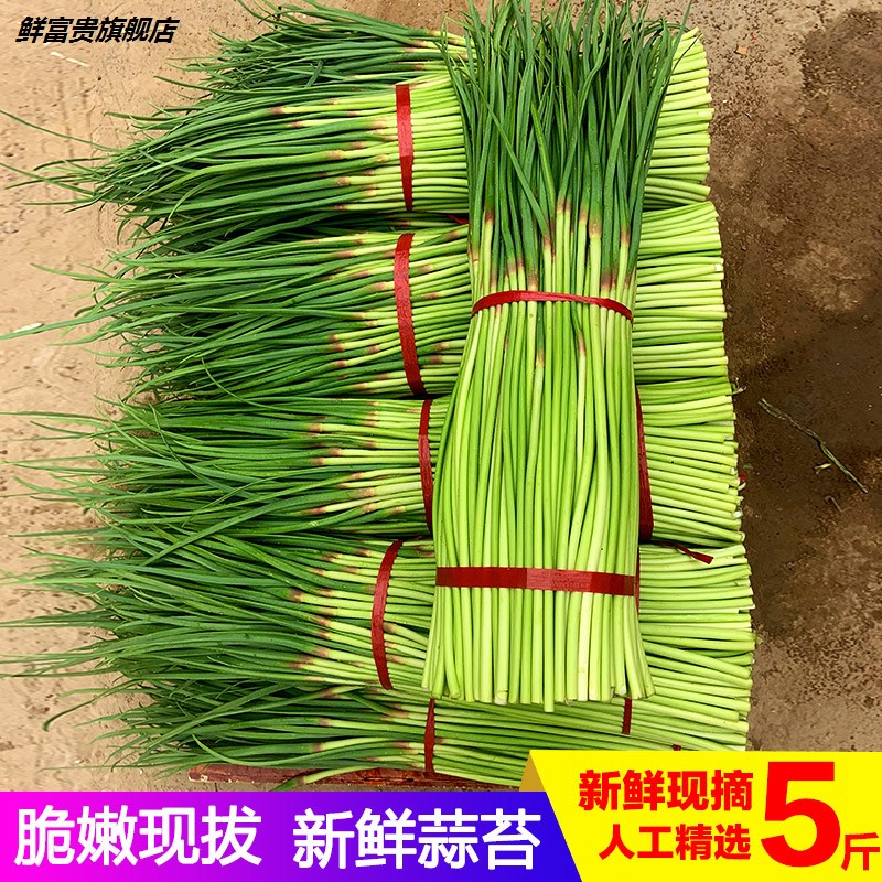 农村新鲜蒜苔露天嫩蒜薹：当季蔬菜的味蕾盛宴，自产精选包邮直达！