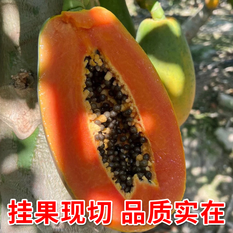 广西红心牛奶木瓜：当季孕妇最爱的青皮树上熟水果，甜如冰糖心！