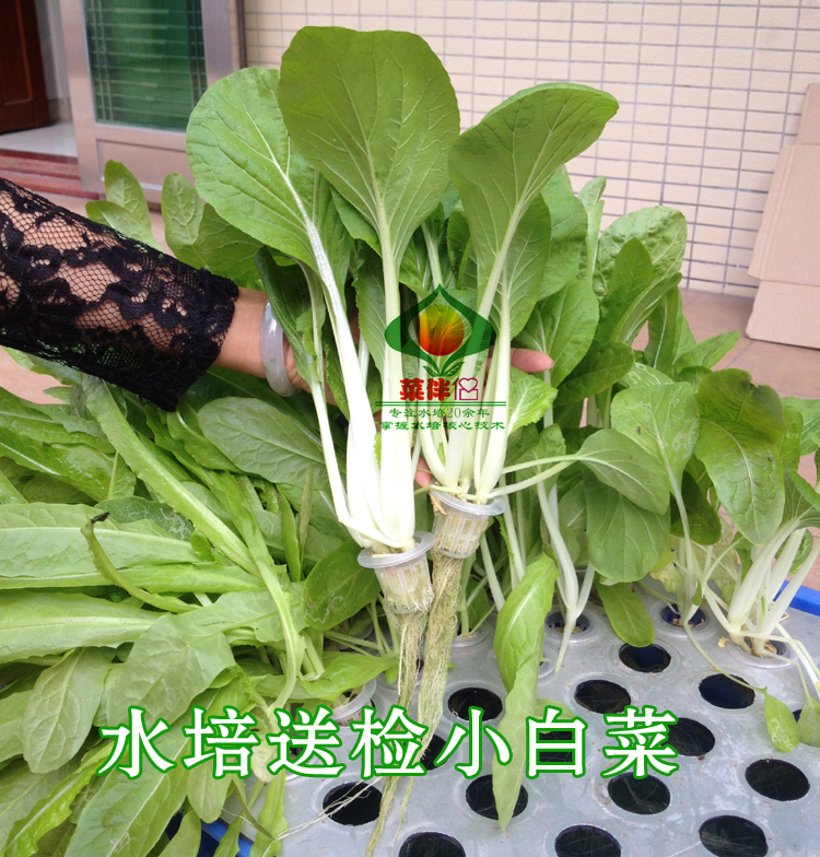 水培营养液：解锁无土栽培的奥秘，让蔬菜在家也能茁壮成长！