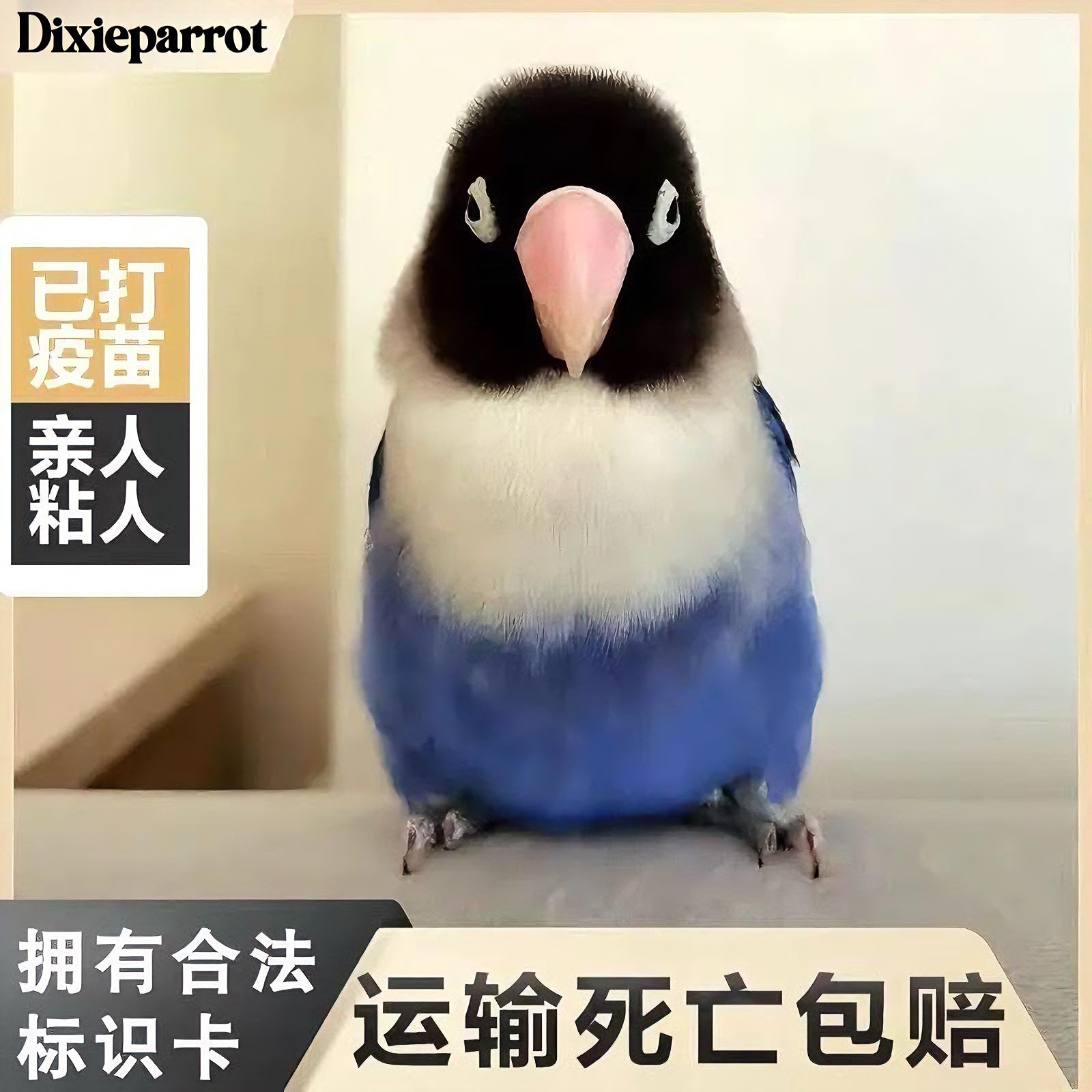 纯手养高端牡丹鹦鹉：黏人小精灵，会说话的爱情宠物鸟