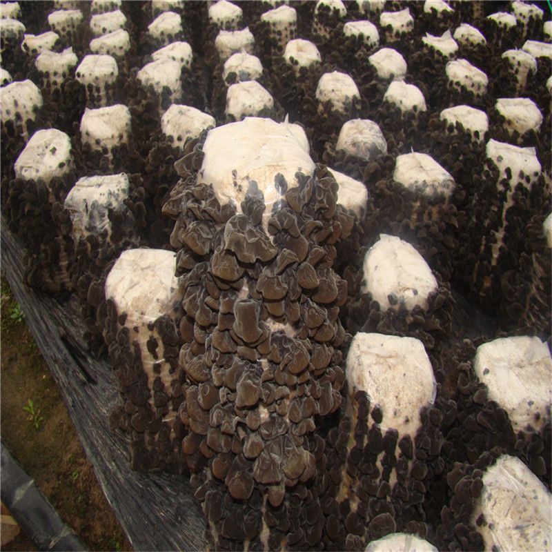 东北黑木耳干货500g：野生椴木小碗耳，秋季珍馐，你吃对了吗？
