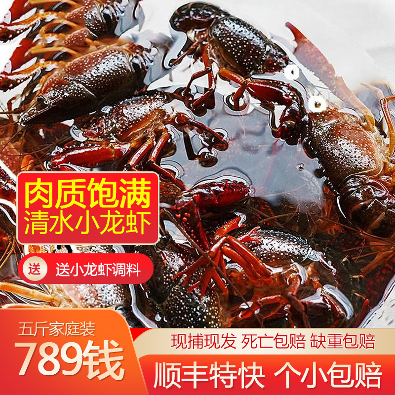 湖北潜江小龙虾：清水养殖的美味秘诀，顺丰包邮直达舌尖盛宴！