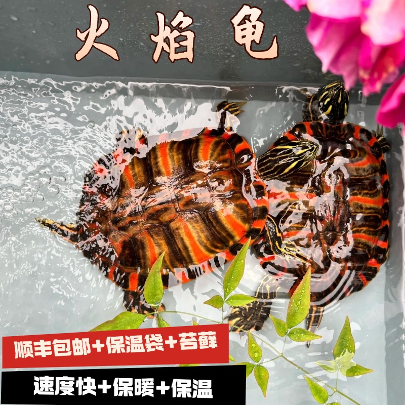 火焰乌龟：深水中的迷你清洁工，你的稀有宠物新宠！