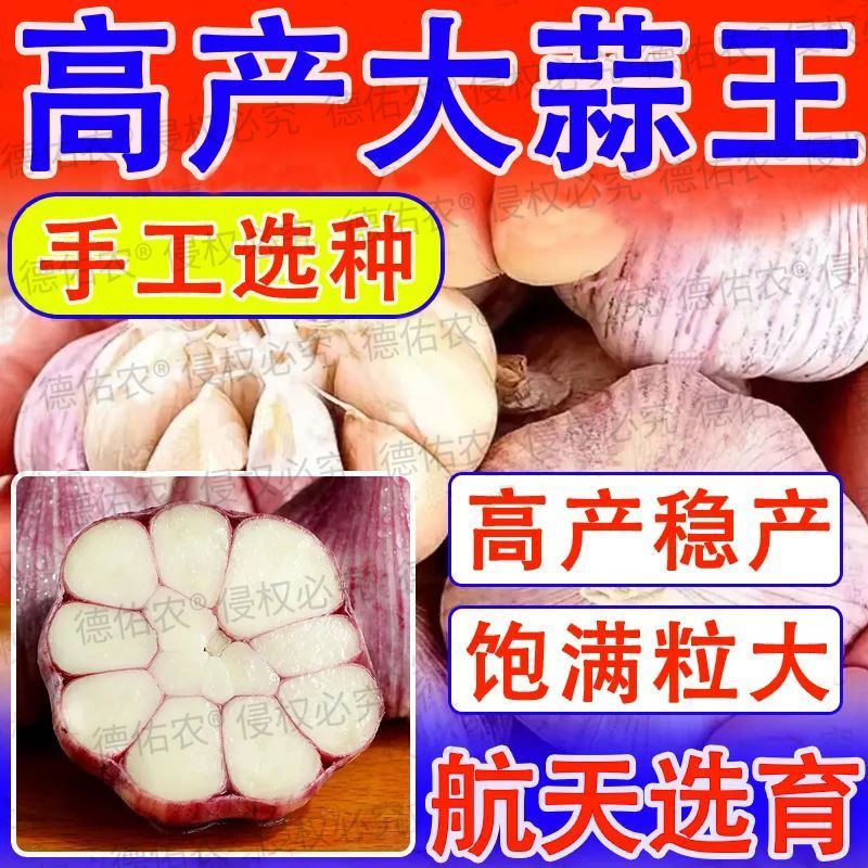 蒜农必备神器！紫皮蒜瓣&amp;蒜苔种植全攻略，轻松收获丰收蒜田！️