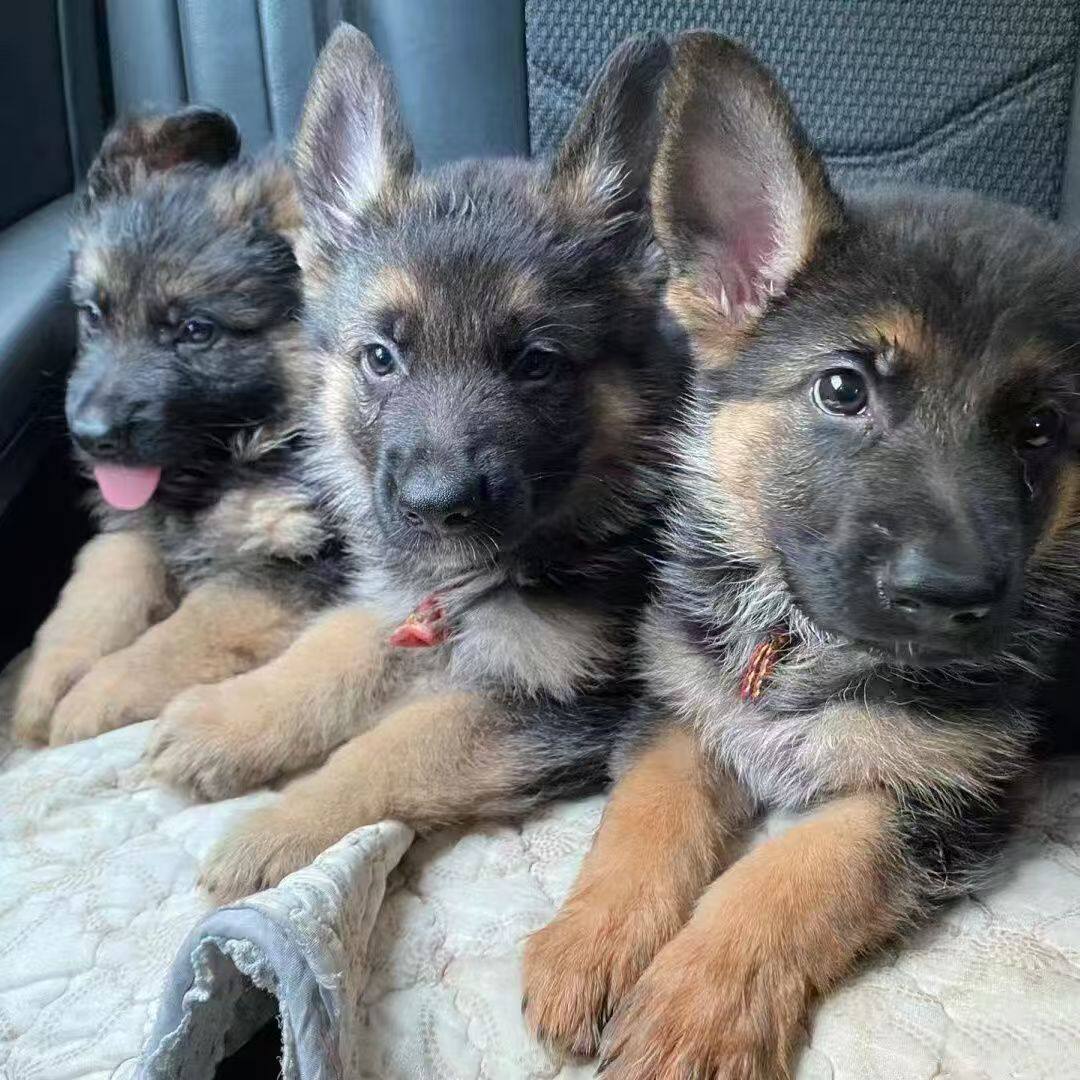 如何选择适合的家庭宠物德国牧羊犬？