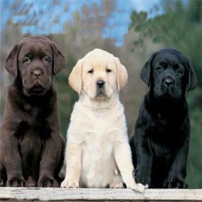 拉布拉多犬长什么样?全面解析它的外观特征