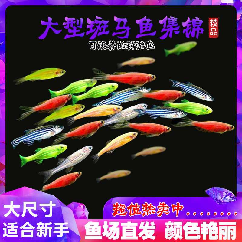 七彩糖果斑马鱼：点亮你的水族箱，轻松养活的热带灯科鱼！✨