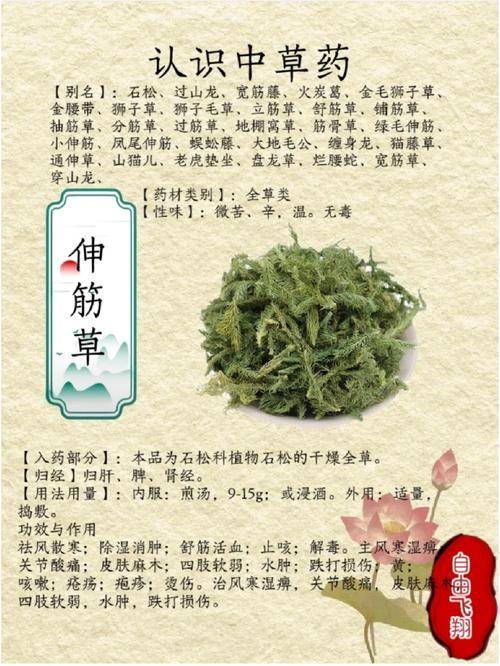 舒筋草的功效与作用,传统草药的现代应用