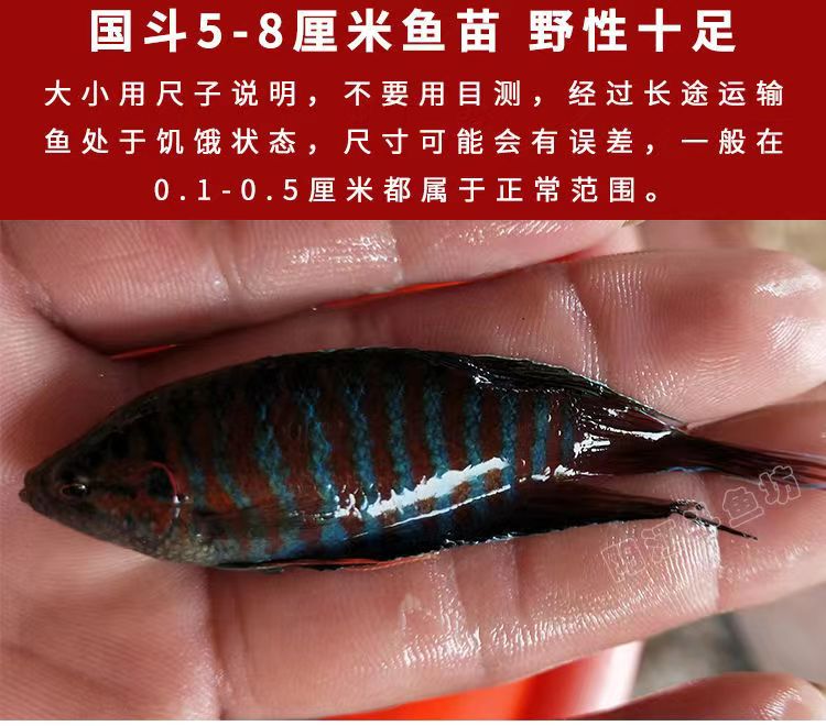 斗鱼平台怎么买鱼丸划算一点？省钱攻略来了！