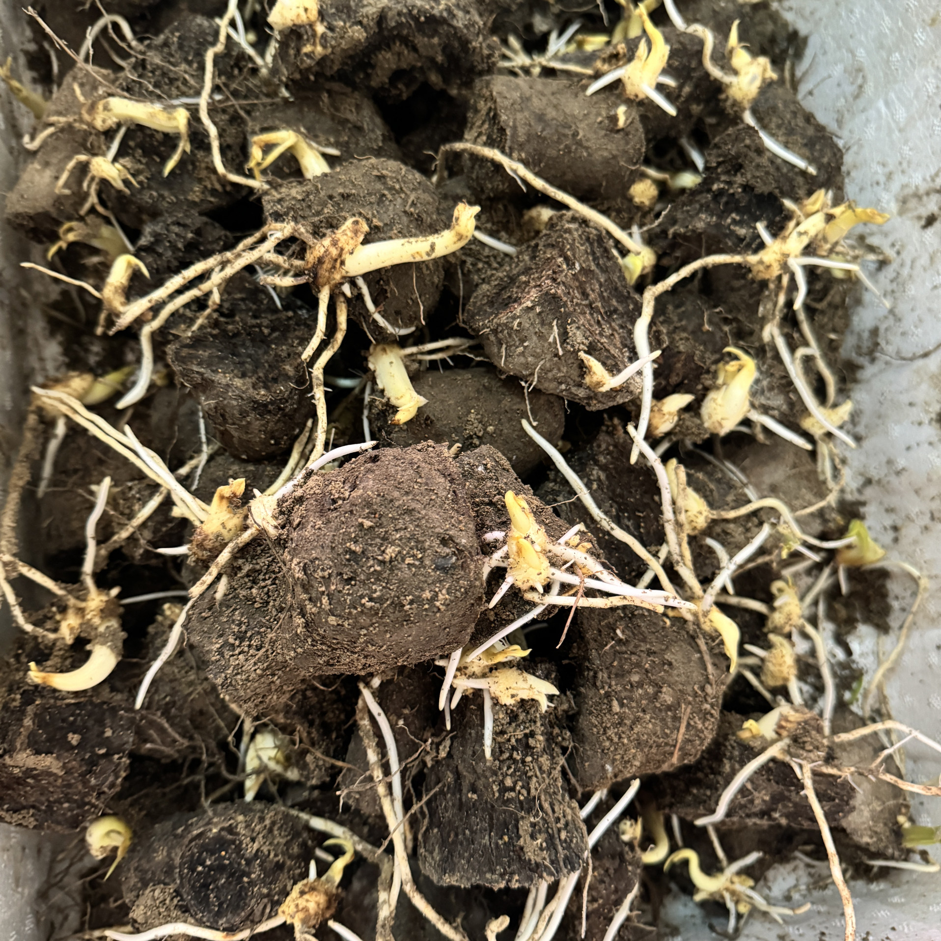 如何选择优质的温州文成特产糯米山药种块芽苗？