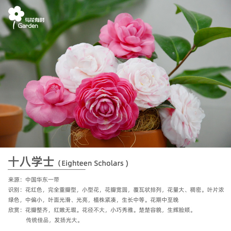 为什么天猫网页版有时会打不开？