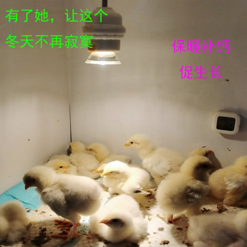 乌龟晒背灯&amp;保温灯：打造完美龟缸，让宠物乌龟享受阳光浴的秘密武器！