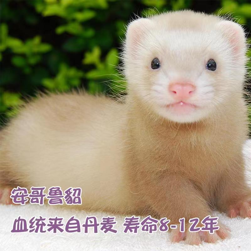 丹麦雪貂懒人包邮，异宠圈的新宠儿，快来领养你的萌宠吧！