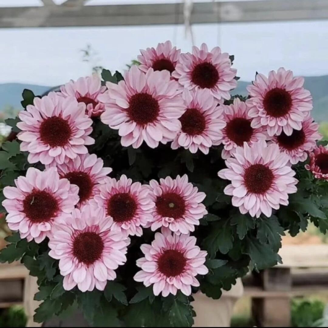 易爆盆小雏菊：四季花开不停，室内室外都能养活的耐寒花卉！