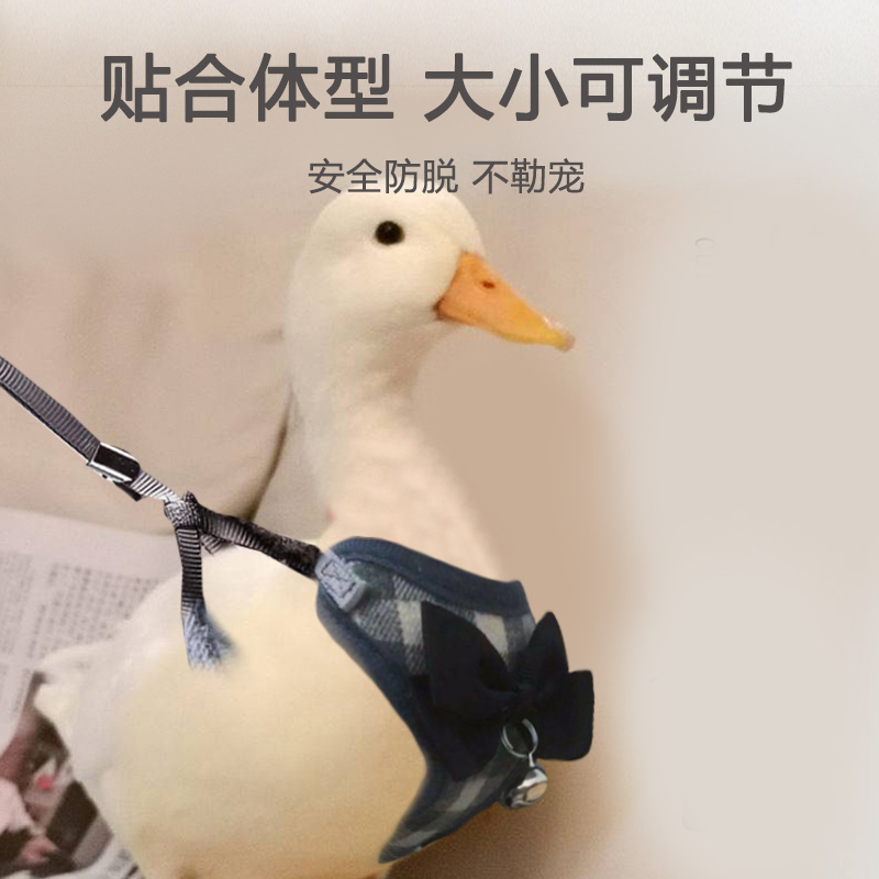 柯尔鸭牵引绳：遛鸭遛鹅新时尚，宠物出行必备神器！遛鸭子绳