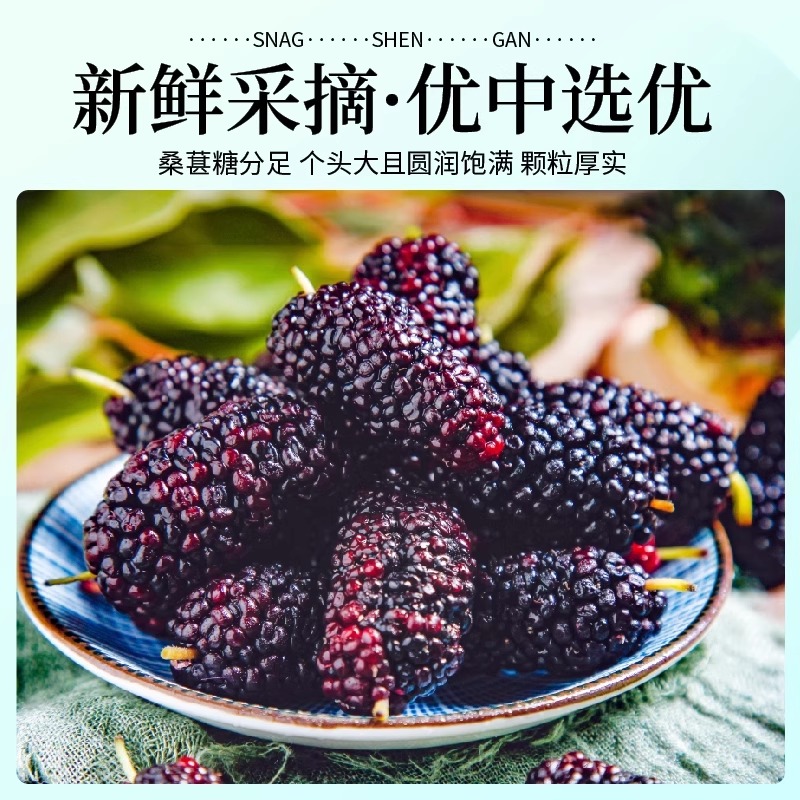 【泡酒专用】桑葚干黑桑椹新疆官方旗舰店2025非特级桑椹果干，养生神器，泡出健康好滋味！