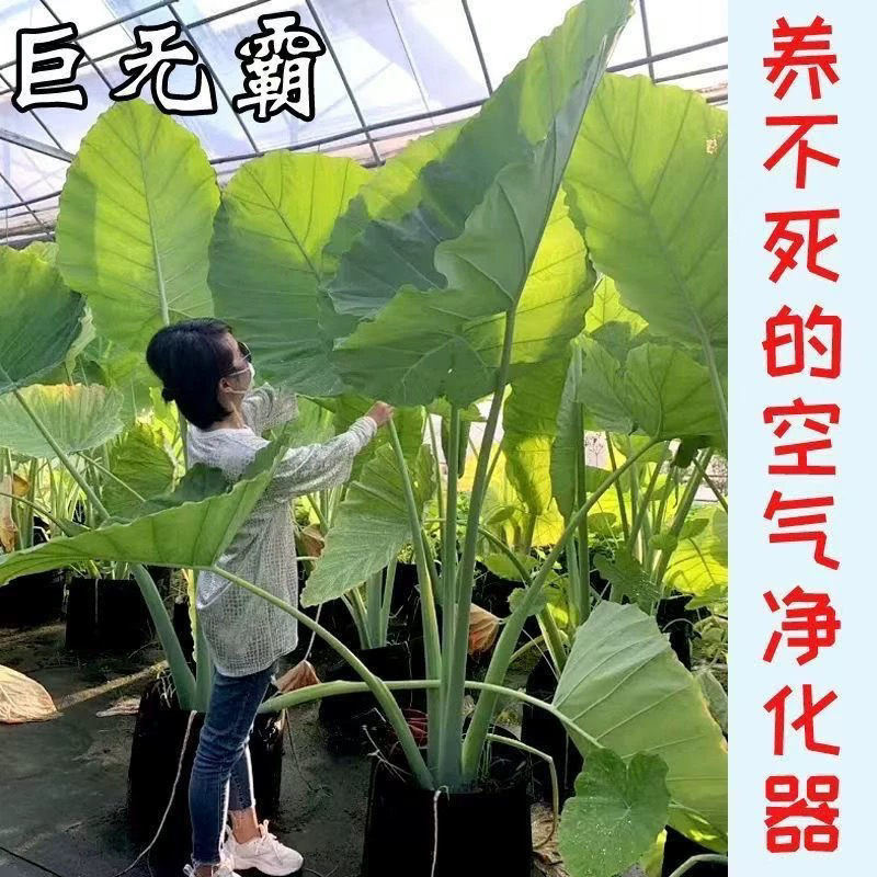 进口缅甸巨型象耳芋：绿植界的霸主，如何养护才能让它茁壮成长？