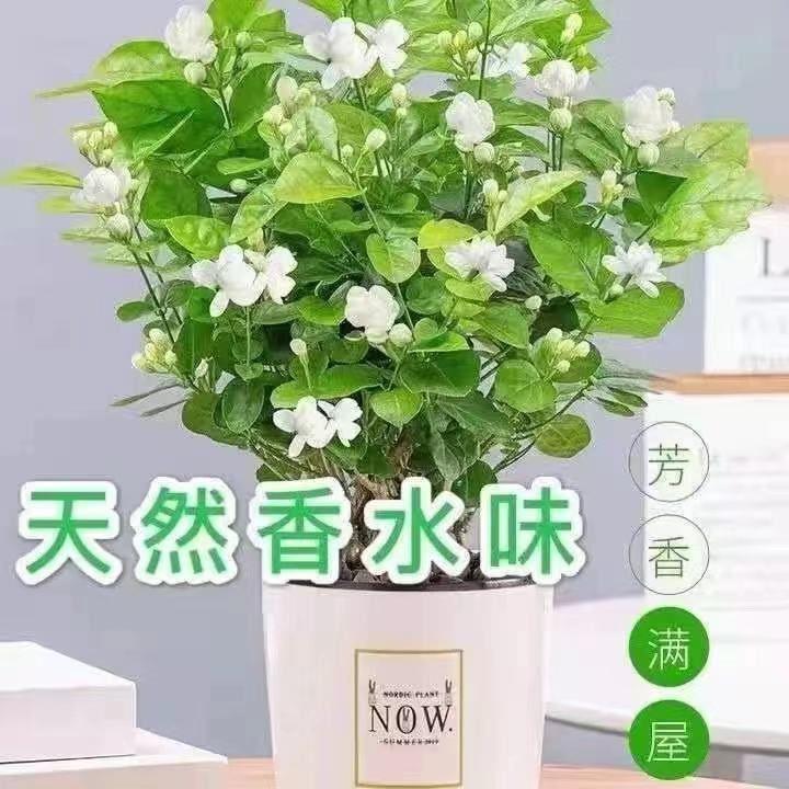 双色茉莉花：红色茉莉盆栽驱蚊香花，室内阳台花卉好养四季开花浓香型