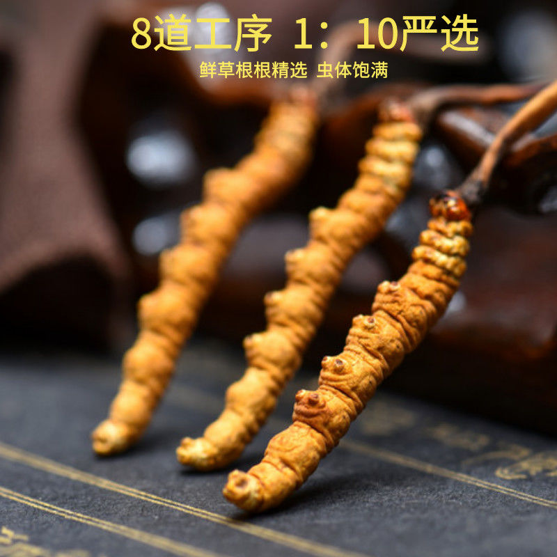冬虫夏草送礼神器！3根/克10克装，送长辈超有面！这波不冲亏麻了