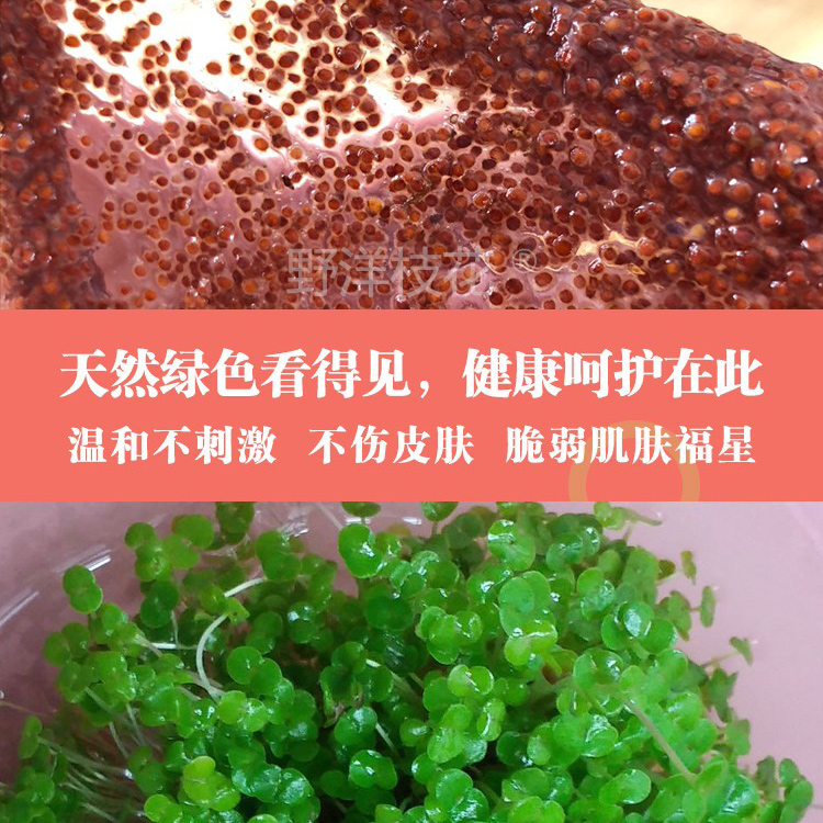 百诗凯珍珠粉：补水保湿嫩肤神器，美容院同款在家也能轻松拥有✨