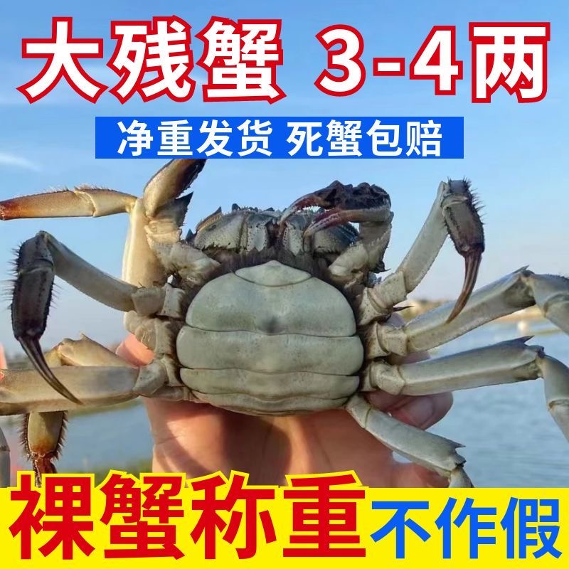 3斤特大号公母大闸蟹：秋季餐桌上的奢华享受