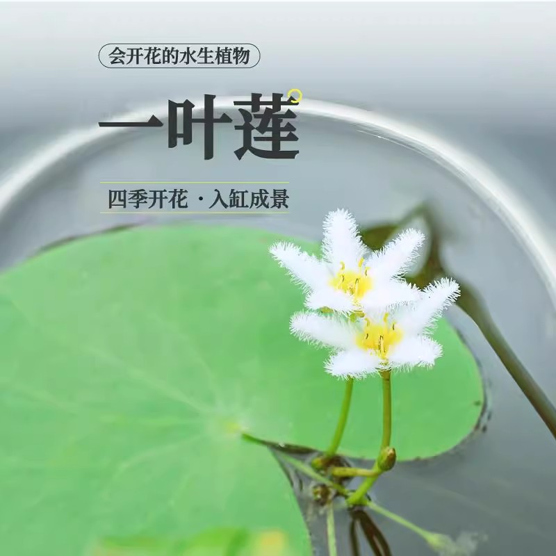 一叶莲水生植物：打造梦幻鱼池与盆栽莲花的秘密武器！